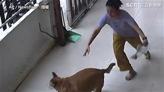 開門突見蛇竄出　主人嚇壞狗狗狂奔逃