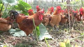 撐不住? 土雞價格若續跌 將啟動