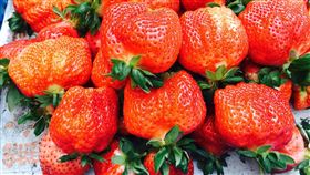 大湖草莓（農糧署提供）