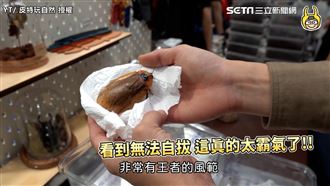 你敢拿在手上把玩？最大蟑螂變萌寵