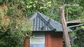 日月潭猴家族猖狂！攻木屋拍窗、敲門