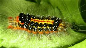 ▲人體碰到毒蛾幼蟲的體毛都會有可能產生些許不適，只是黃毒蛾較為常見。 （圖／翻攝自行政院農業委員會農業試驗所）