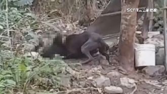 愛犬遭比特犬咬死　飼主目睹超心痛