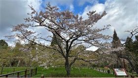 阿里山櫻王染井吉野櫻滿開嘉義林區管理處18日指出，阿里山國家森林遊樂區櫻王染井吉野櫻已滿開，歡迎民眾前來賞花。（嘉義林管處提供）中央社記者蔡智明傳真  111年3月18日