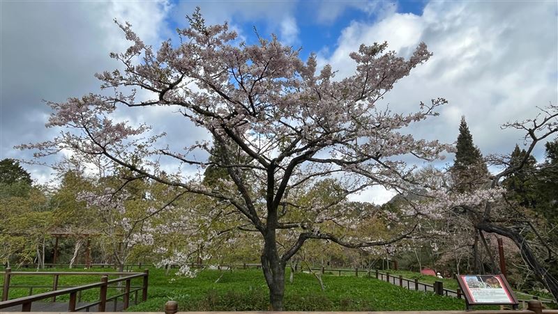 花兒處處開湧人潮　嘉縣山上山下交管