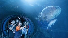 ▲前場導覽珊瑚王國（圖／海景世界企業股份有限公司提供）