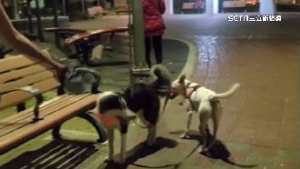遛狗遭制止！里長：有愛心就去打仗
