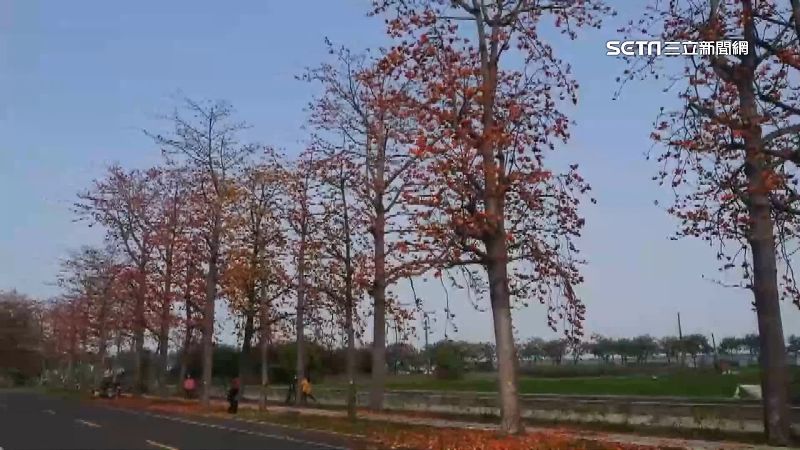 木棉花沿路盛開　如火紅隧道耀眼