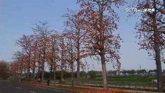 木棉花沿路盛開　如火紅隧道耀眼