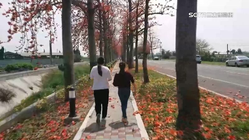木棉花綻放！馬路化身「火紅色隧道」