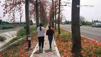 木棉花綻放！馬路化身「火紅色隧道」