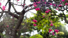 春天/櫻(記者陳弋攝影)