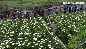 台北浪漫景點　海芋季首週花況開8成