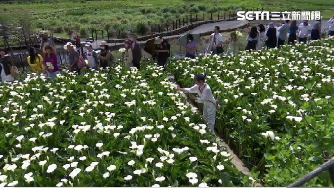 陽明山海芋季開跑　首週花況開8成