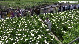 陽明山海芋季開跑　首週花況開8成