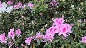 春暖花開  台大杜鵑花盛綻放春暖花開好時節，台灣大學校園內的杜鵑花正值綻放，校方11日也歡迎民眾到校園賞花踏青。中央社記者陳至中攝  111年3月11日