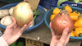 中國洋蔥遭疑洗產地　陳吉仲：無證據