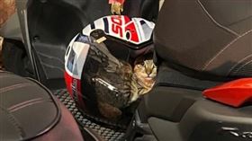 有網友分享流浪貓躲到安全帽裡。（圖／翻攝自Dcard）