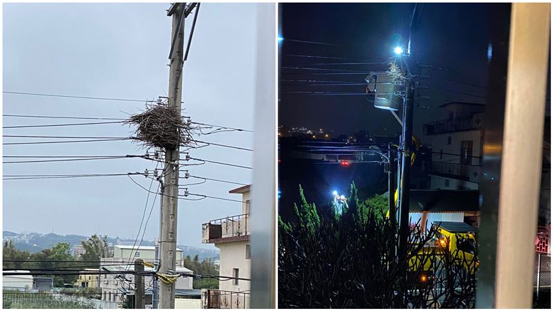見「巨大鳥巢」預測停電　台電現身了