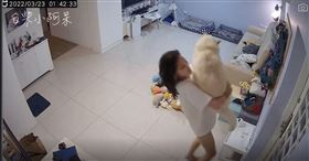 強震警報響！媽單手扛26公斤白柴開門逃　網敬佩看傻了　（圖／白柴小阿呆授權）