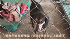 ▼▲愛爸分享他與浪浪相遇的故事。（圖／香蕉 王俊傑 授權）