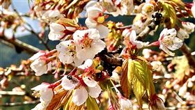 太平山櫻花(羅東林管處提供)