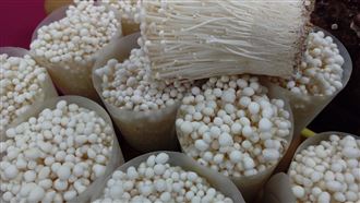 國人熱食食用金針菇無需擔心李斯特菌
