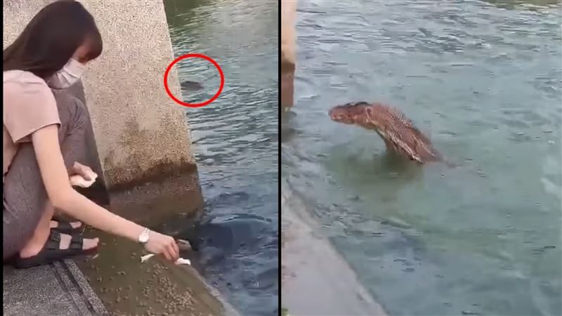水邊餵烏龜！下秒「水怪入侵」她嚇瘋