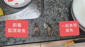 藍環章魚,市場,淡水,劇毒(翻攝自 臉書)