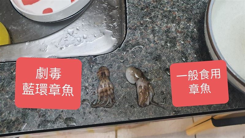 市場買到「劇毒章魚」可殺死26人