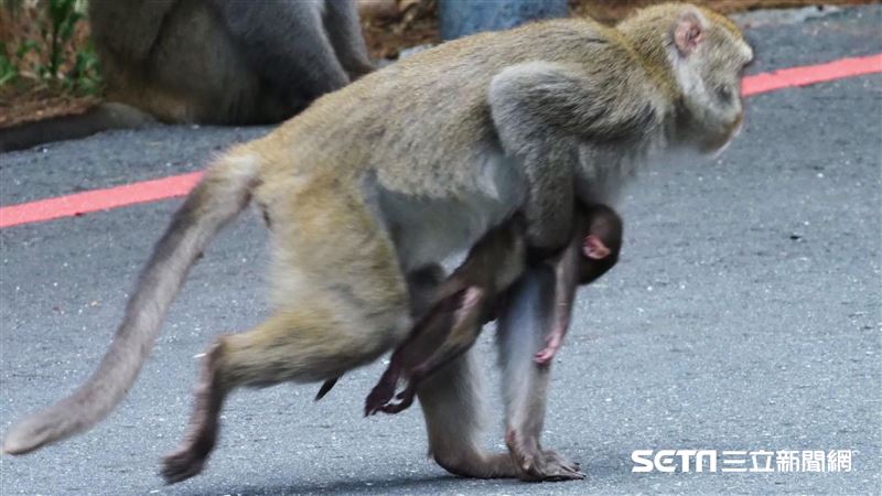 孩出生夭折　母猴緊抱遺體不離不棄