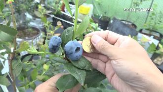比50元大！農夫培育巨型藍莓破紀錄