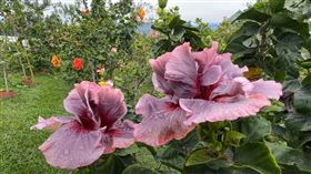 ▲台東有名種植花卉種苗的青年，東歐各國的種苗寄不出去（圖／記者王浩原攝）