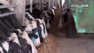 飼料廠聯合漲？農委會要請公平會調查