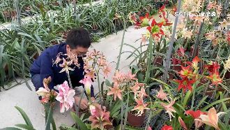 俄烏戰爭延燒！外銷東歐扶桑花寄不出