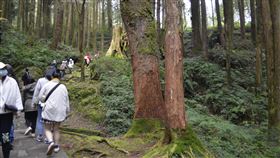 阿里山遊樂區移除樹幹包覆草蓆  樹皮變色嘉義林區管理處數年前以草蓆包覆阿里山森林遊樂區步道兩旁樹木，防止遊客剝樹皮，近日草蓆腐爛或鬆弛影響觀瞻，將草蓆移除，樹幹因而產生不同顏色，被誤解營造特別效果。中央社記者蔡智明攝  111年2月14日