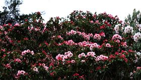 玉山塔塔加杜鵑花盛開玉山國家公園管理處25日表示，塔塔加地區玉山杜鵑即將進入盛開期，綻放粉紅、粉白花朵，近期花況精彩可期，歡迎遊客走訪賞花。圖為鹿林前山登山口附近杜鵑花盛開。（玉山國家公園管理處提供）中央社記者蕭博陽南投縣傳真  111年3月25日