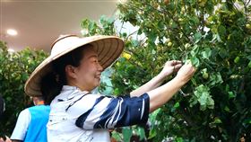 徐榛蔚體驗採梅樂趣花蓮縣富里鄉農會25日在花蓮縣政府舉行「青梅體驗行銷聯合記者會」，展示多項以梅子為主題的創意料理及甜點，主辦單位還將梅樹搬進會場，花蓮縣長徐榛蔚更現場體驗採梅樂趣。中央社記者張祈攝  111年3月25日