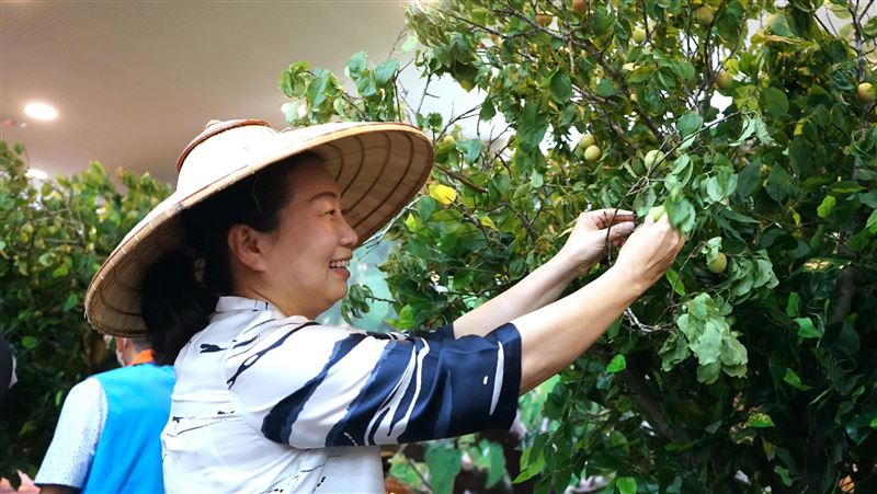 花蓮青梅盛產　農會推採梅遊程