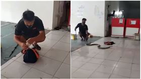 會動的包裹！他一打開…竄出「4公尺長眼鏡王蛇」還是活的（圖／翻攝自BangkokPost YouTube）