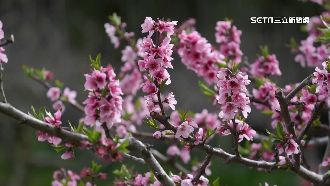 粉色風暴襲來　福壽山農場桃花林盛開