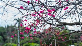 春天/櫻(記者陳弋攝影)