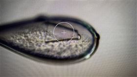 國輻中心太空長晶實驗  晶體生長情況佳國輻中心表示，豬瘟類病毒顆粒在太空生長晶體的狀況良好，晶體大小約300微米、形狀佳。圖為樣本在3月25日準備拿去照高強度X光檢視晶體結構前情形。（國輻中心提供）中央社記者蘇思云傳真  111年3月27日