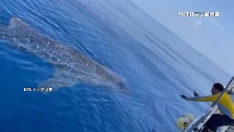 靠近船身零距離　鯨鯊南寮漁港現身