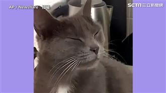 貓貓狂盯主人切洋蔥　熏得瞇眼狂流淚