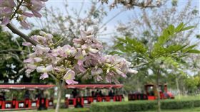 台南水道博物館花旗木綻放台南山上花園水道博物館園區栽種的花旗木近日綻放，有遊客形容搭配遊園電動小火車場景，與阿里山櫻花鐵路有相似風情。（台南市文化局提供）中央社記者楊思瑞台南傳真  111年3月27日