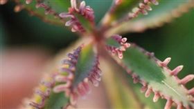 有肉 SUCCULAND授權