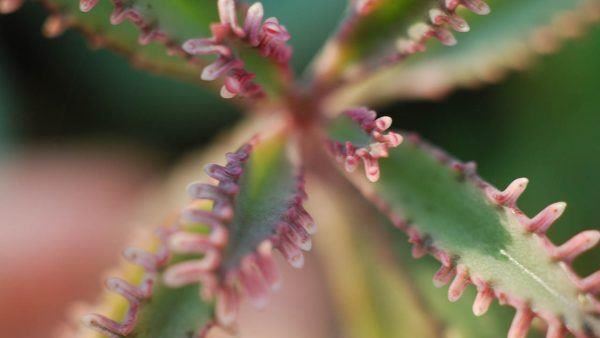 「植物殺手」有救了　這種多肉很難死