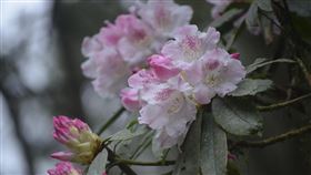 阿里山玉山杜鵑盛開（3）嘉義林區管理處副處長李定忠27日表示，阿里山國家森林遊樂區現在花況最好的是玉山杜鵑，花瓣大較不怕雨，遊樂區內處處可見，美景不輸櫻花。中央社記者蔡智明攝  111年3月27日