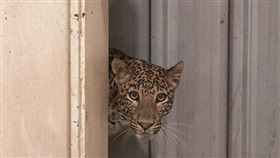 ▲花豹誤闖賓士印度工廠（圖／翻攝自Wildlife SOS官網）